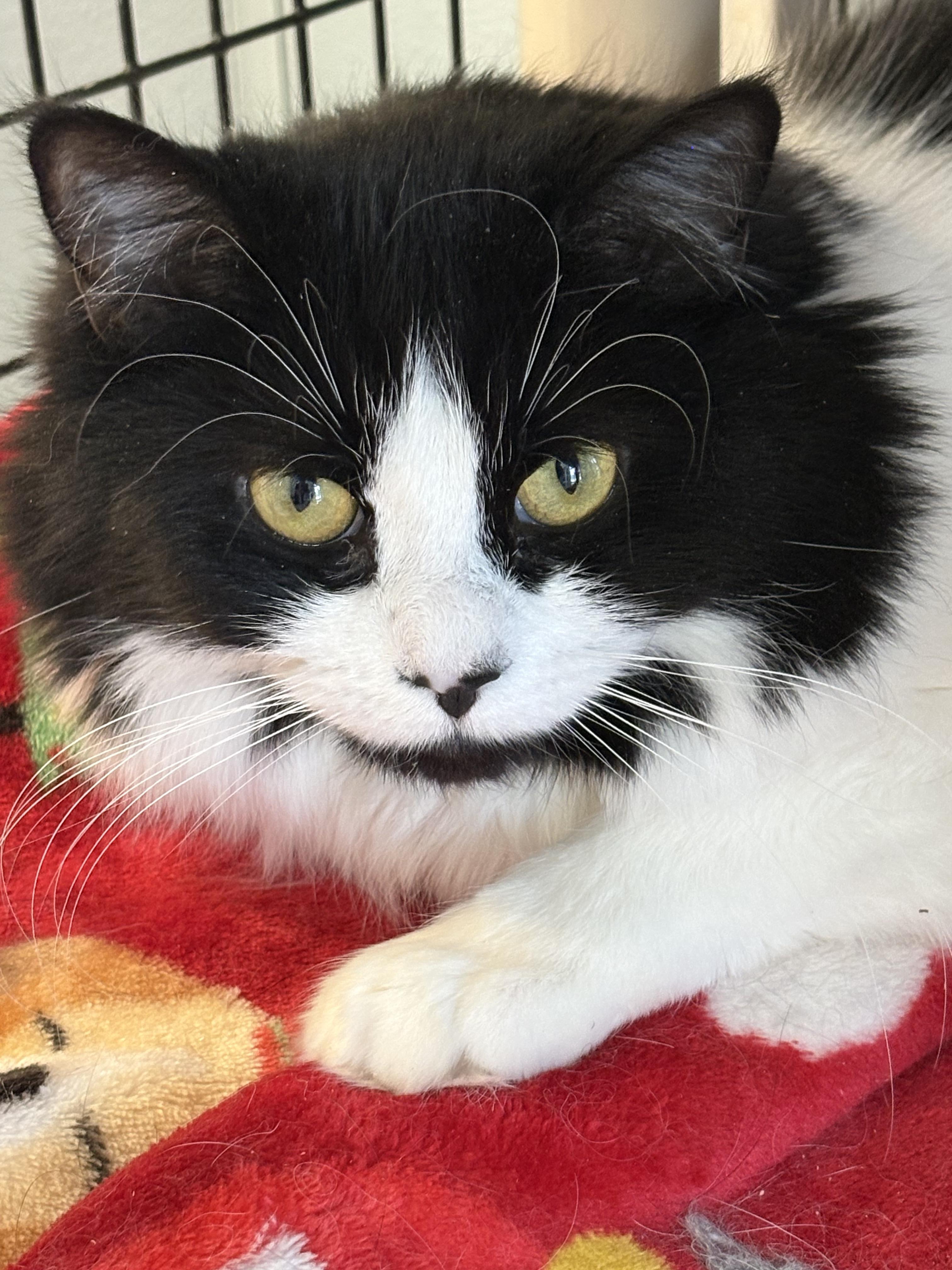 Sage, ADOPTABLE, Adult Female Tuxedo.