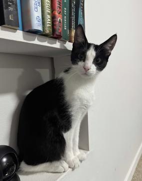 Ares, ADOPTABLE, Kitten Male Domestic Short Hair.