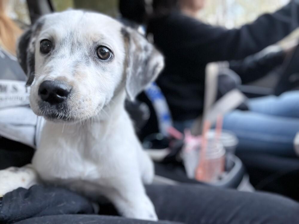 Ava, Adoptable, Puppy Female Hound.