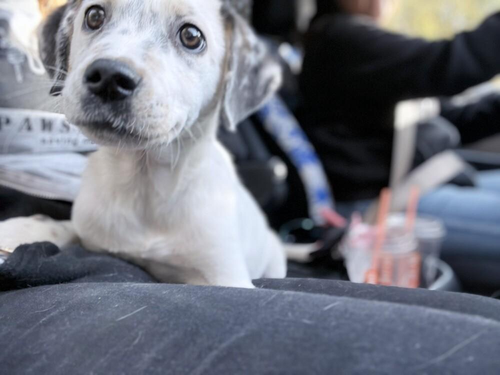 Enlarge Ava, a Adoptable mixed breed in Lockhart, TX image 2/5