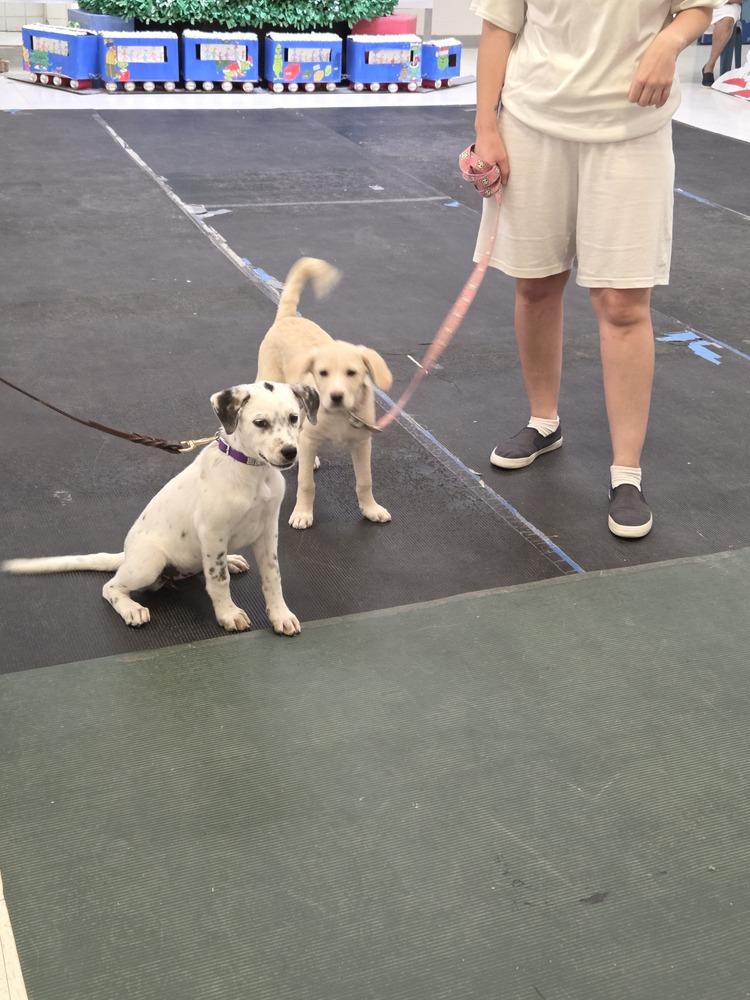 Enlarge Ava, a Adoptable mixed breed in Lockhart, TX image 3/5