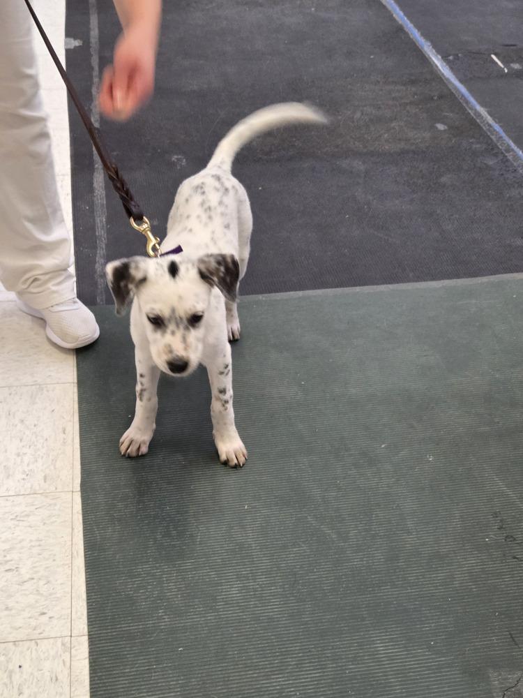 Enlarge Ava, a Adoptable mixed breed in Lockhart, TX image 4/5