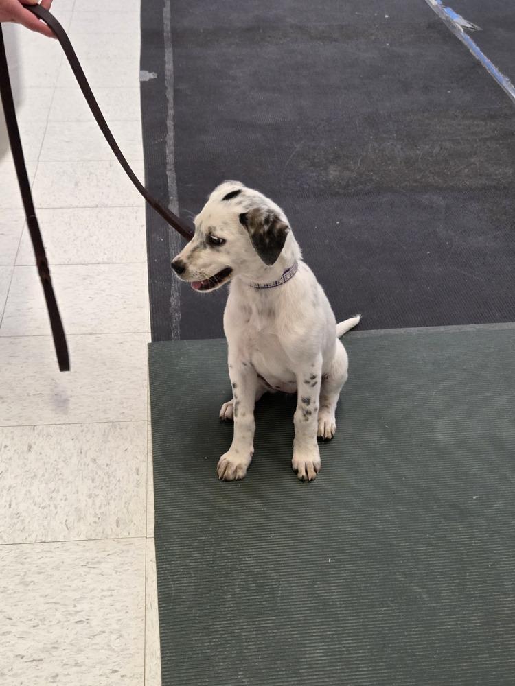 Enlarge Ava, a Adoptable mixed breed in Lockhart, TX image 5/5