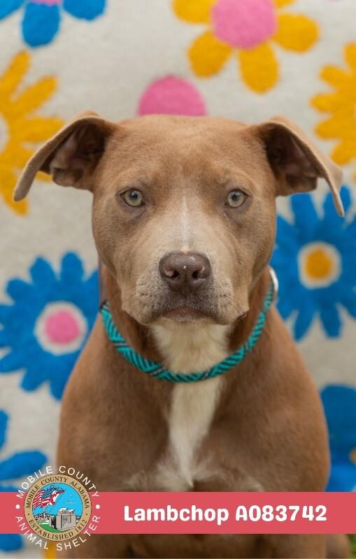 Enlarge Lambchop, a Adoptable American Bulldog in Mobile, AL image 1/2