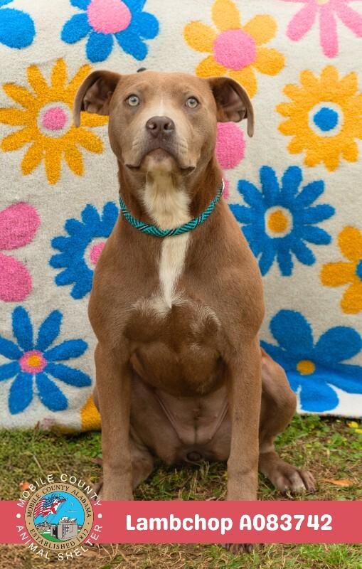 Enlarge Lambchop, a Adoptable American Bulldog in Mobile, AL image 2/2