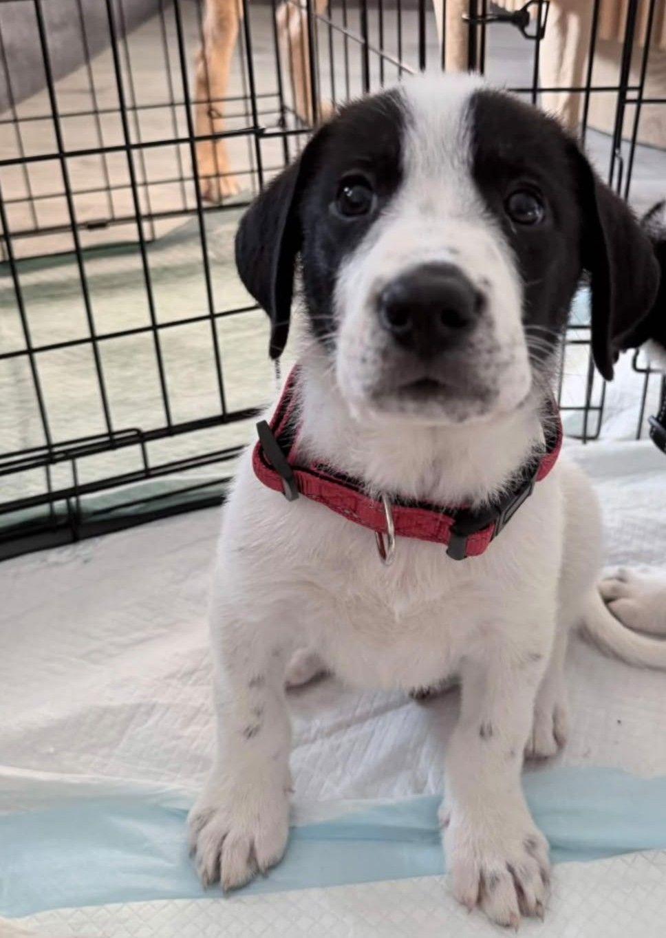 Ringo, Adoptable, Puppy Male Great Pyrenees.