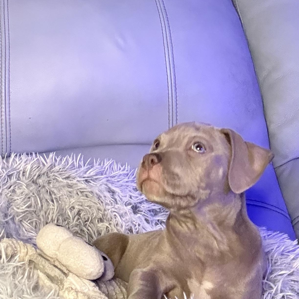 Merryweather — thumbnail 2