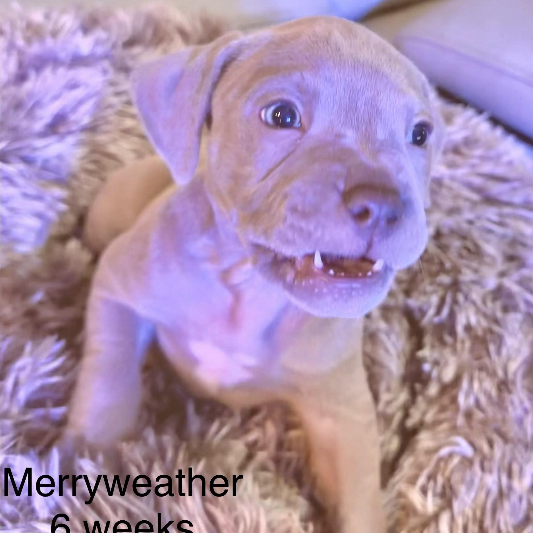 Merryweather — thumbnail 3