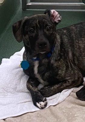 Hailey A213540