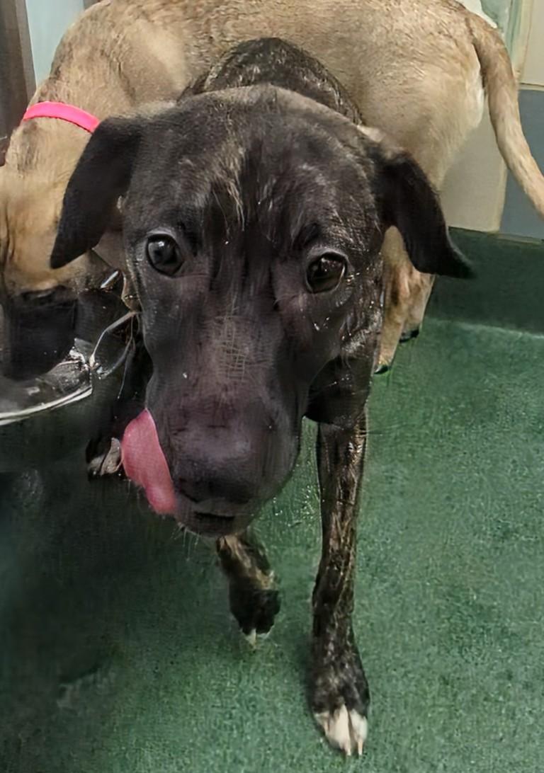 Hailey A213540