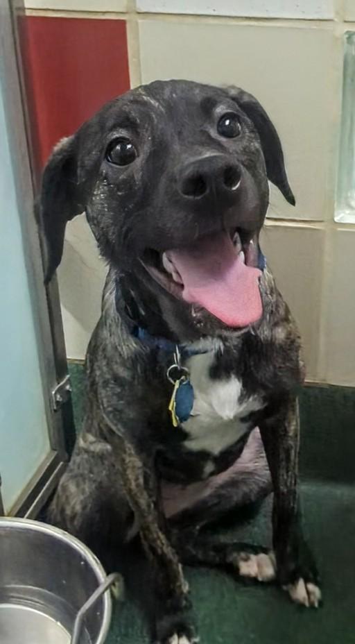 Hailey A213540