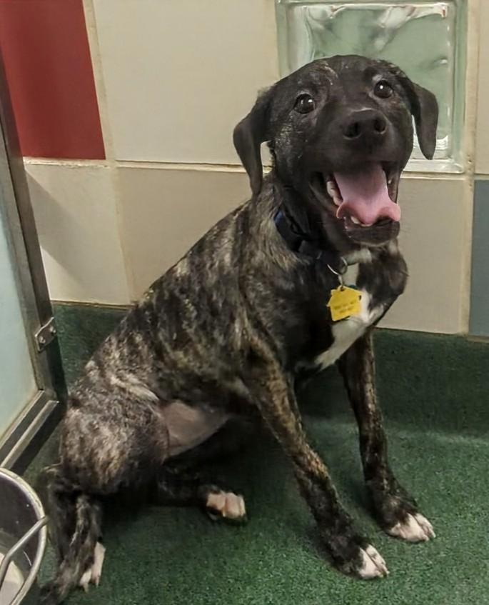 Hailey A213540