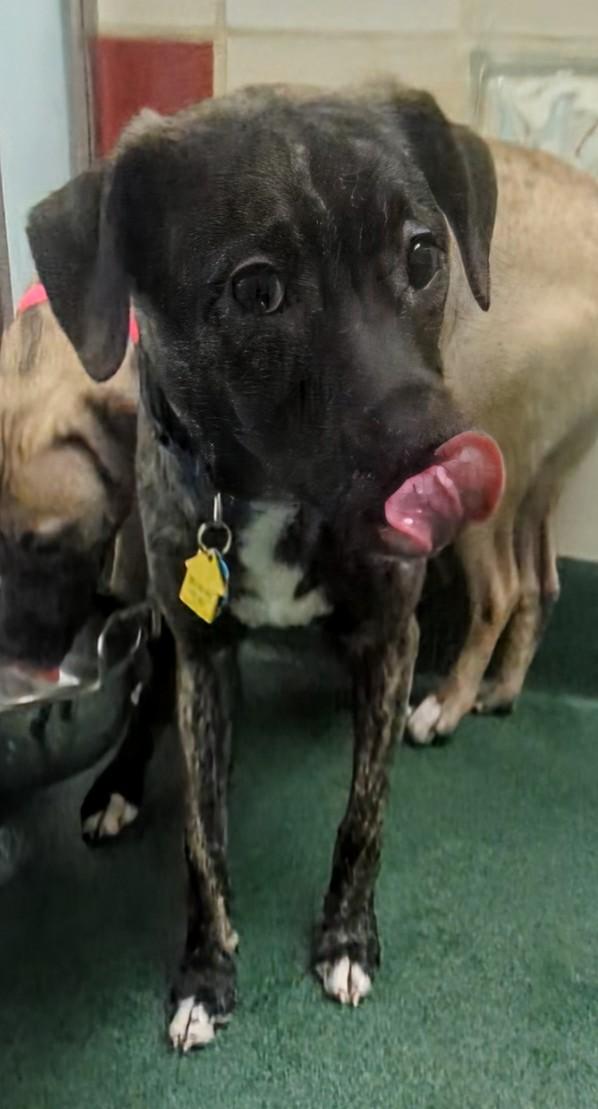 Hailey A213540