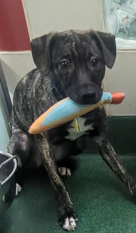 Hailey A213540