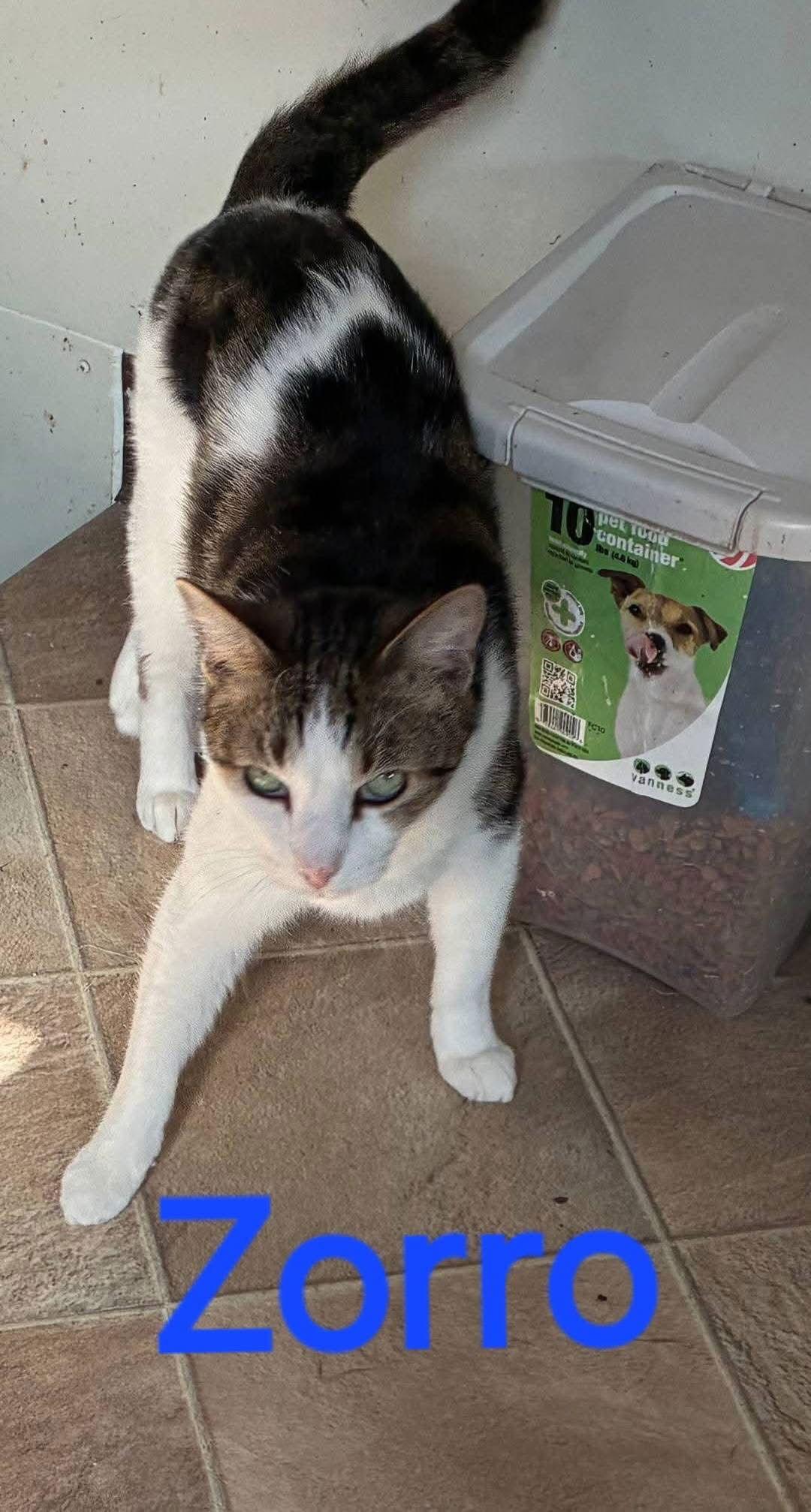 Zorro, Adoptable, Adult Male Domestic Short Hair.