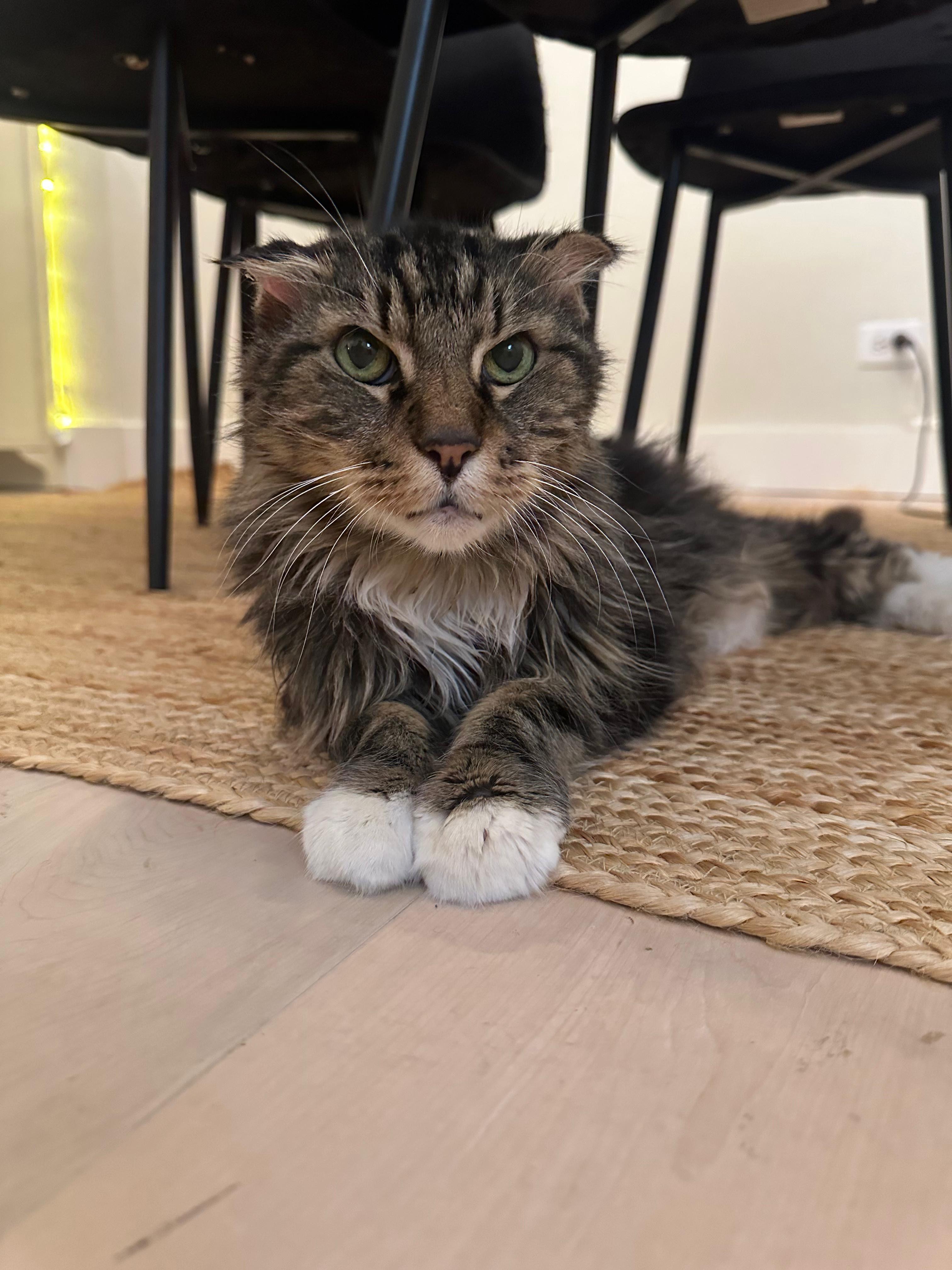 Enlarge Chestnut, a Adoptable Tabby in Jersey City, NJ image 2/6