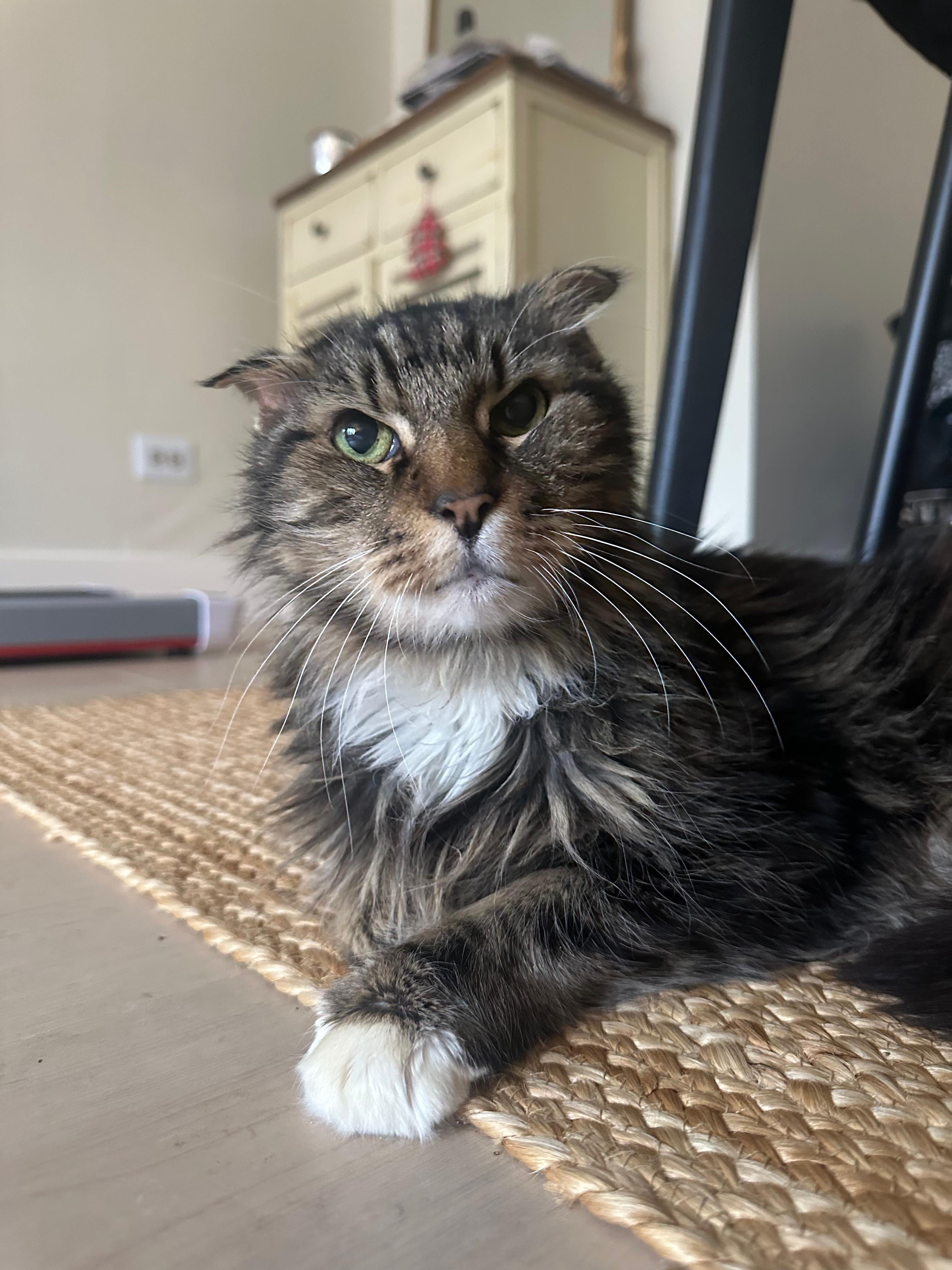 Chestnut thumbnail 3