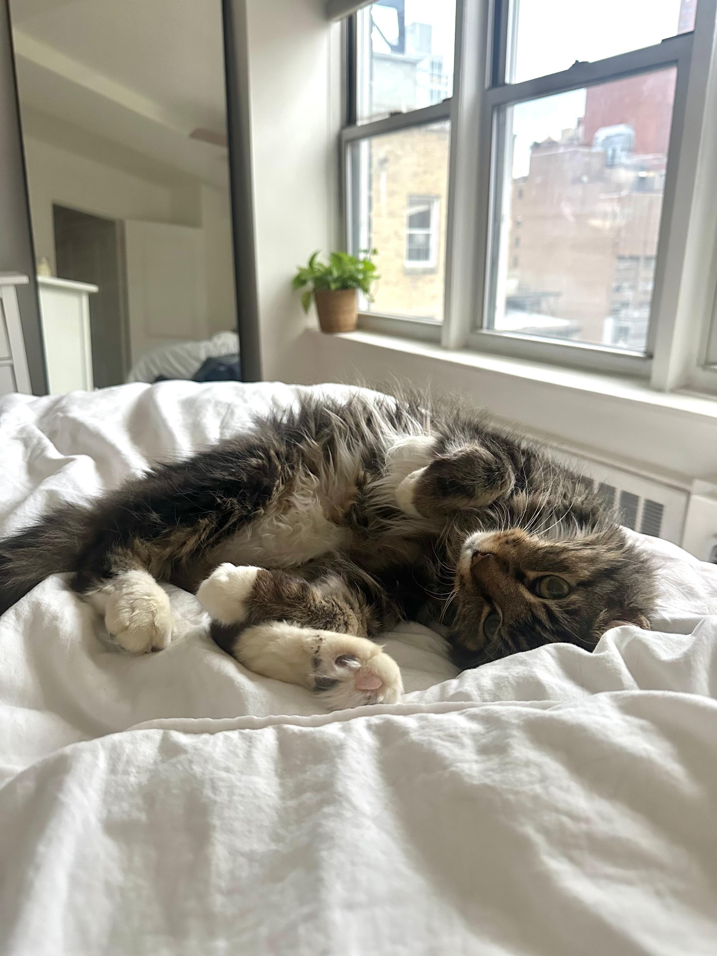 Enlarge Chestnut, a Adoptable Tabby in Jersey City, NJ image 4/6