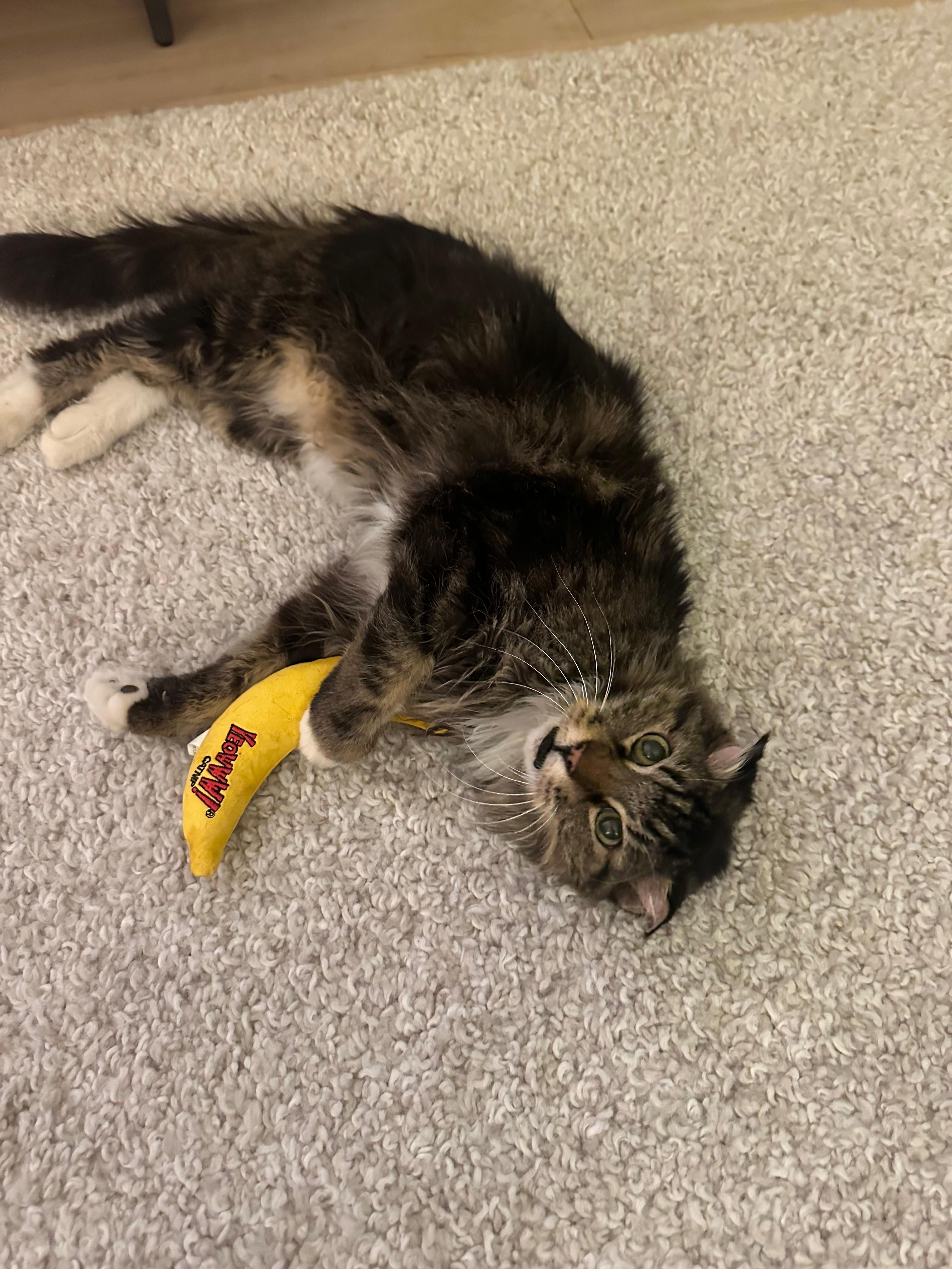 Enlarge Chestnut, a Adoptable Tabby in Jersey City, NJ image 5/6