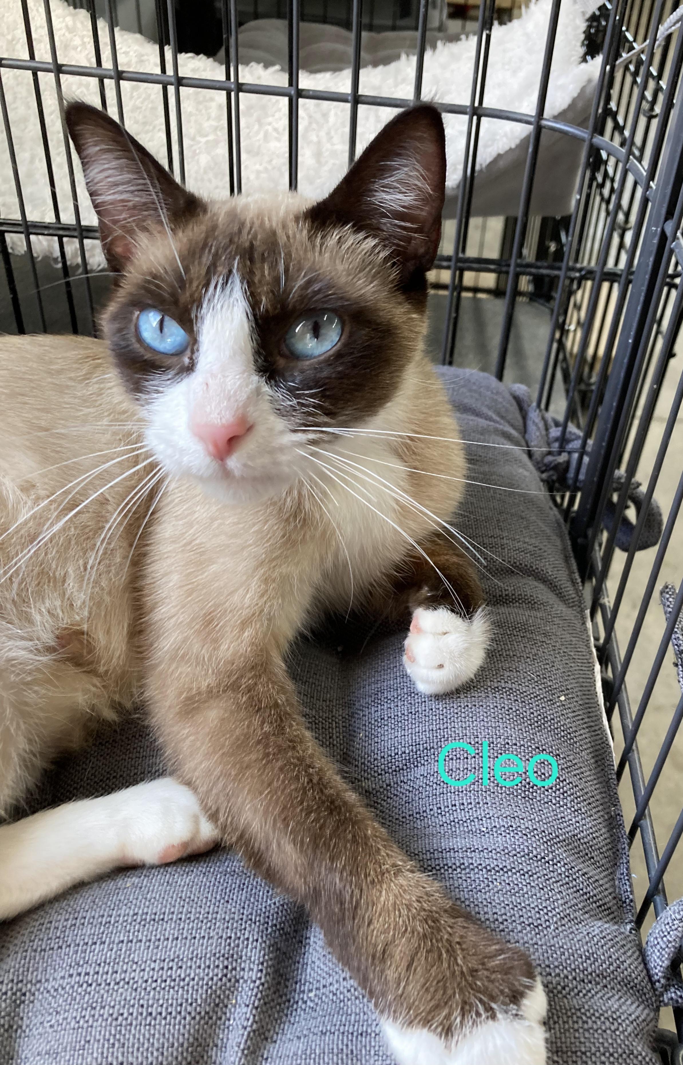 Cleo