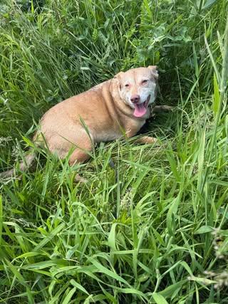 Sweetie, an adoptable Mixed Breed in Watertown, WI, 53094 | Photo Image 1