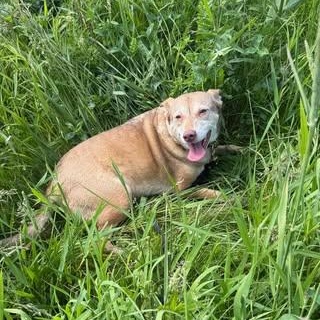 Sweetie, an adoptable Mixed Breed in Watertown, WI, 53094 | Photo Image 5