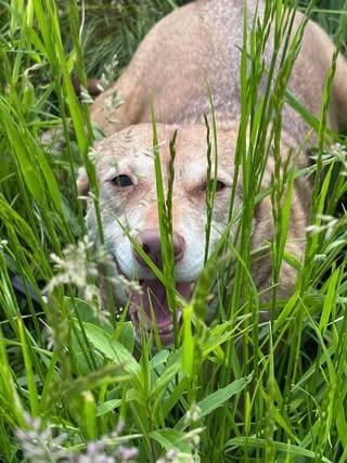 Sweetie, an adoptable Mixed Breed in Watertown, WI, 53094 | Photo Image 6