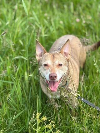 Sweetie, an adoptable Mixed Breed in Watertown, WI, 53094 | Photo Image 1