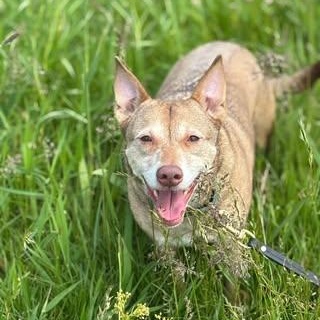 Sweetie, an adoptable Mixed Breed in Watertown, WI, 53094 | Photo Image 2