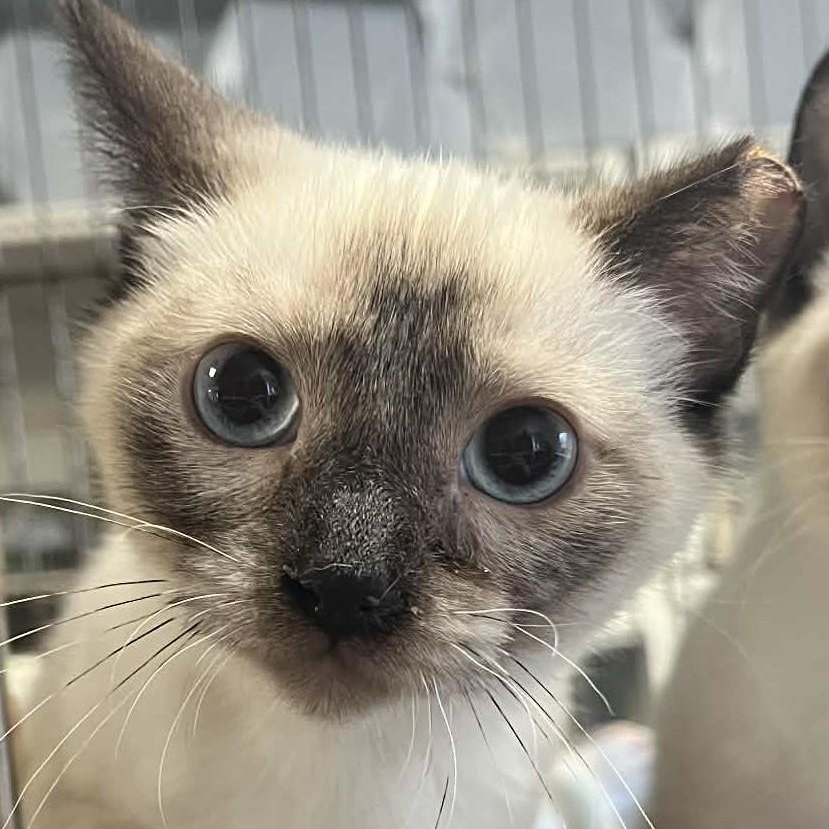 Enlarge Sheldon, an adopted mixed breed in Robinson, IL image 1/2