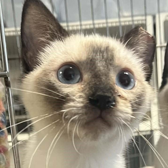 Enlarge Sheldon, an adopted mixed breed in Robinson, IL image 2/2