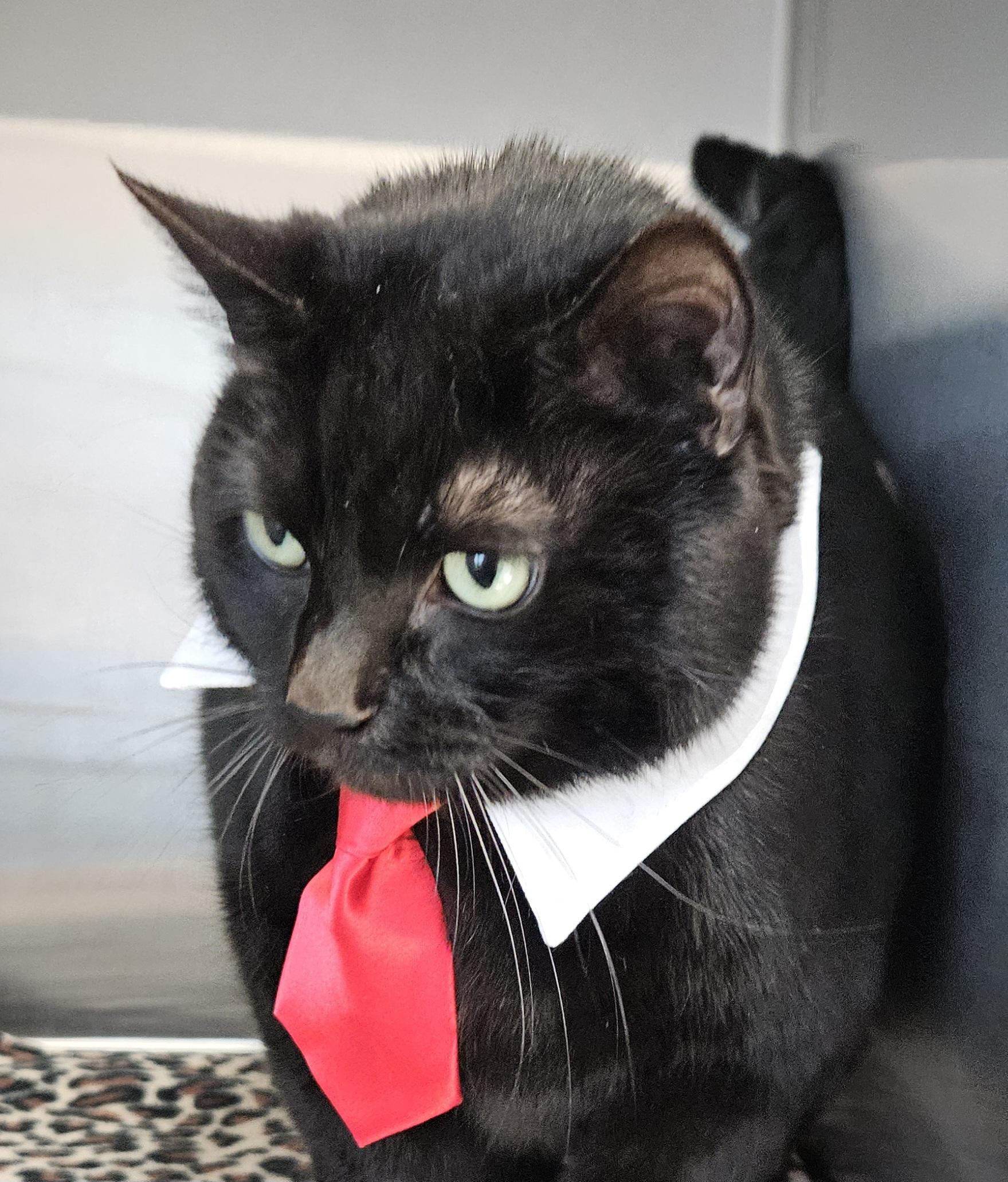 Enlarge Drayko, an adopted Domestic Short Hair in Gainesville, TX image 2/2