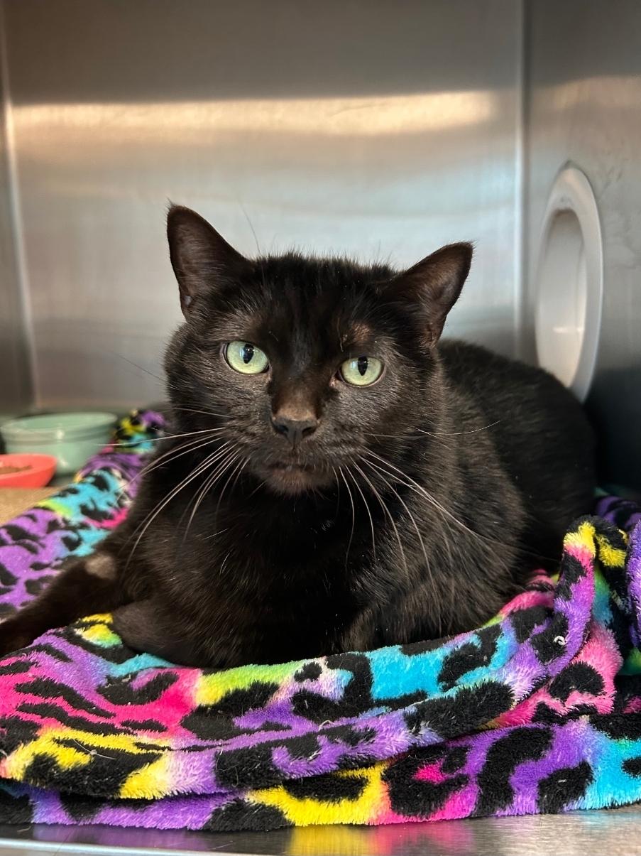 Enlarge Drayko, an adopted Domestic Short Hair in Gainesville, TX image 1/2