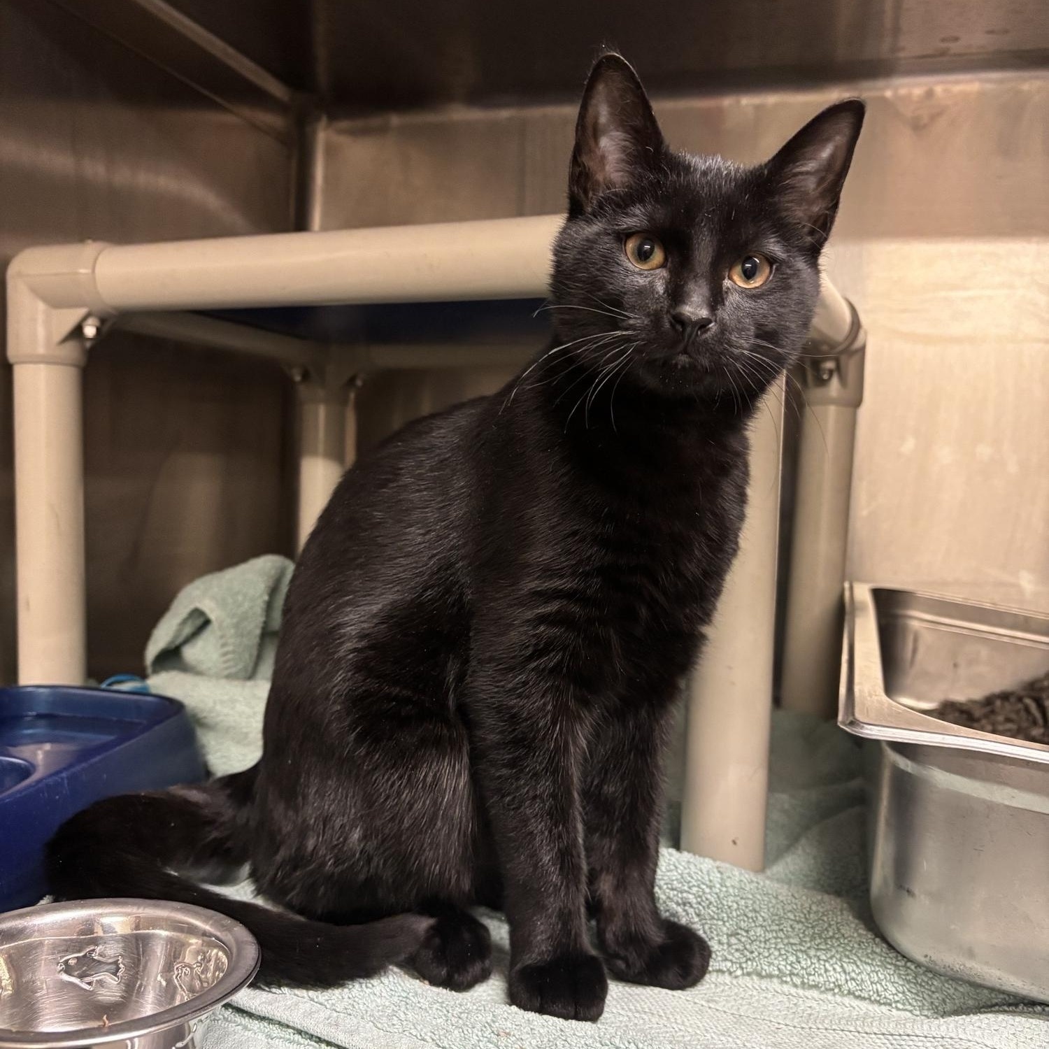 Eggnog CA-014/26, ADOPTABLE, Young Male Domestic Short Hair.