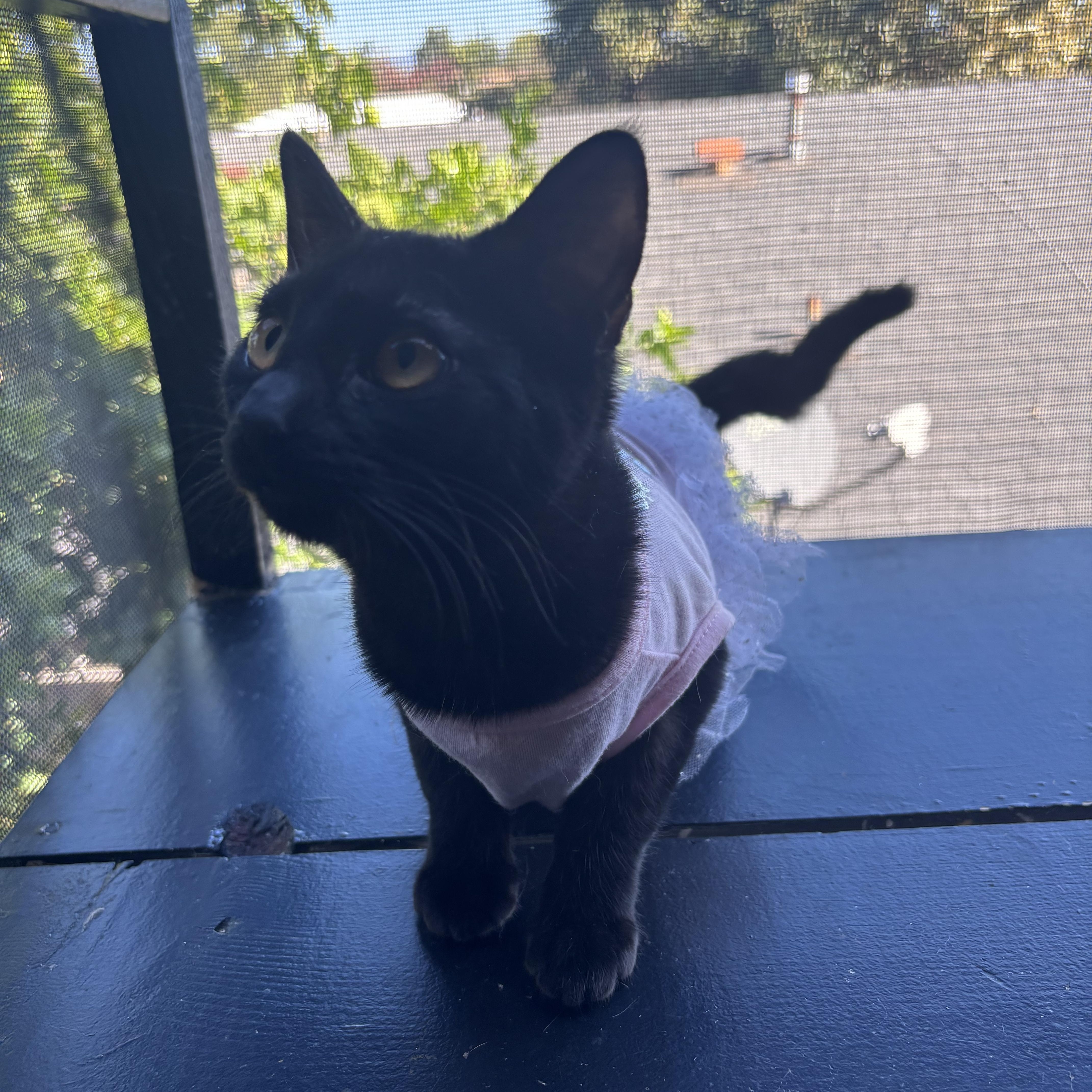 Enlarge Pikachu , a ADOPTABLE Bombay in Costa Mesa, CA image 3/4