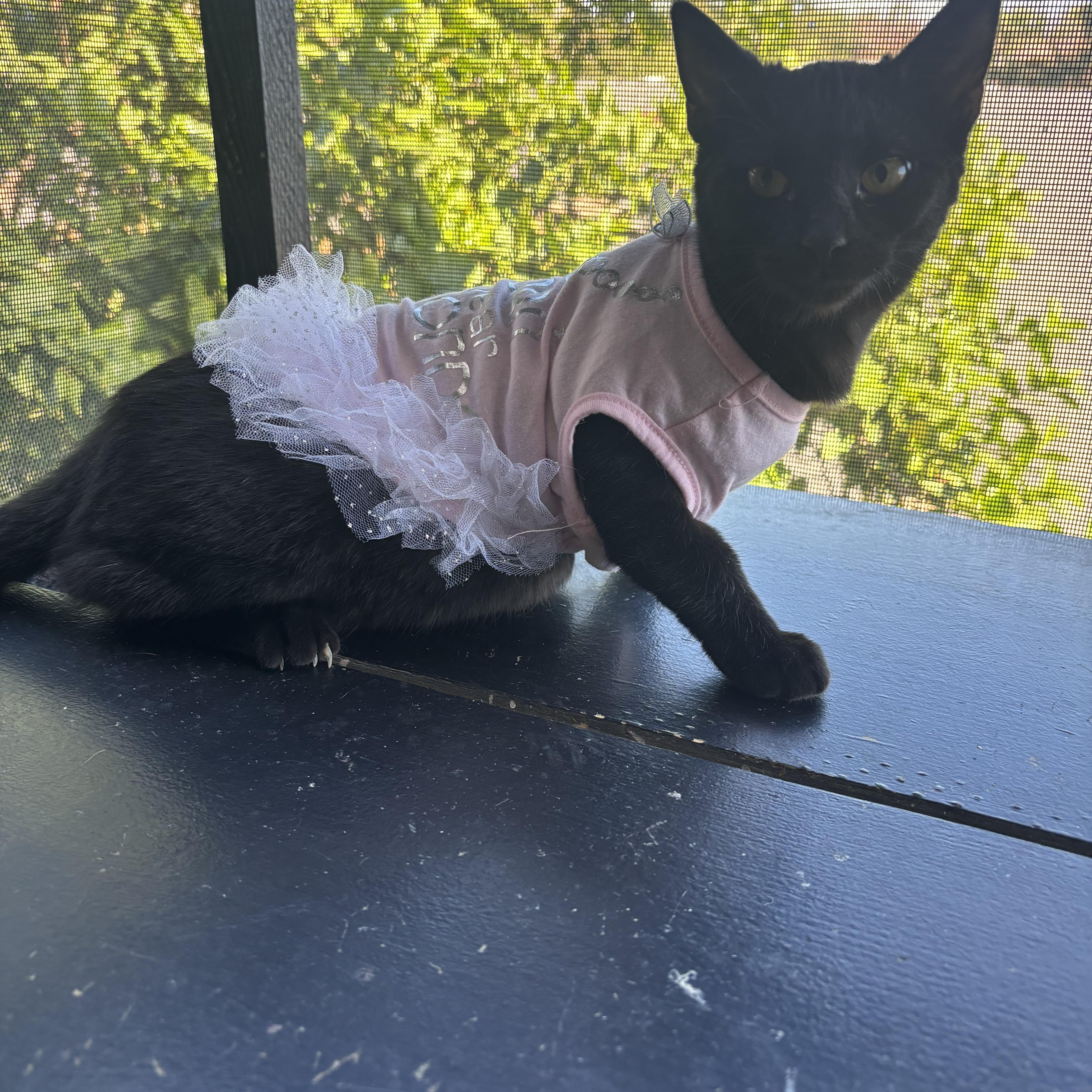 Enlarge Pikachu , a ADOPTABLE Bombay in Costa Mesa, CA image 4/4