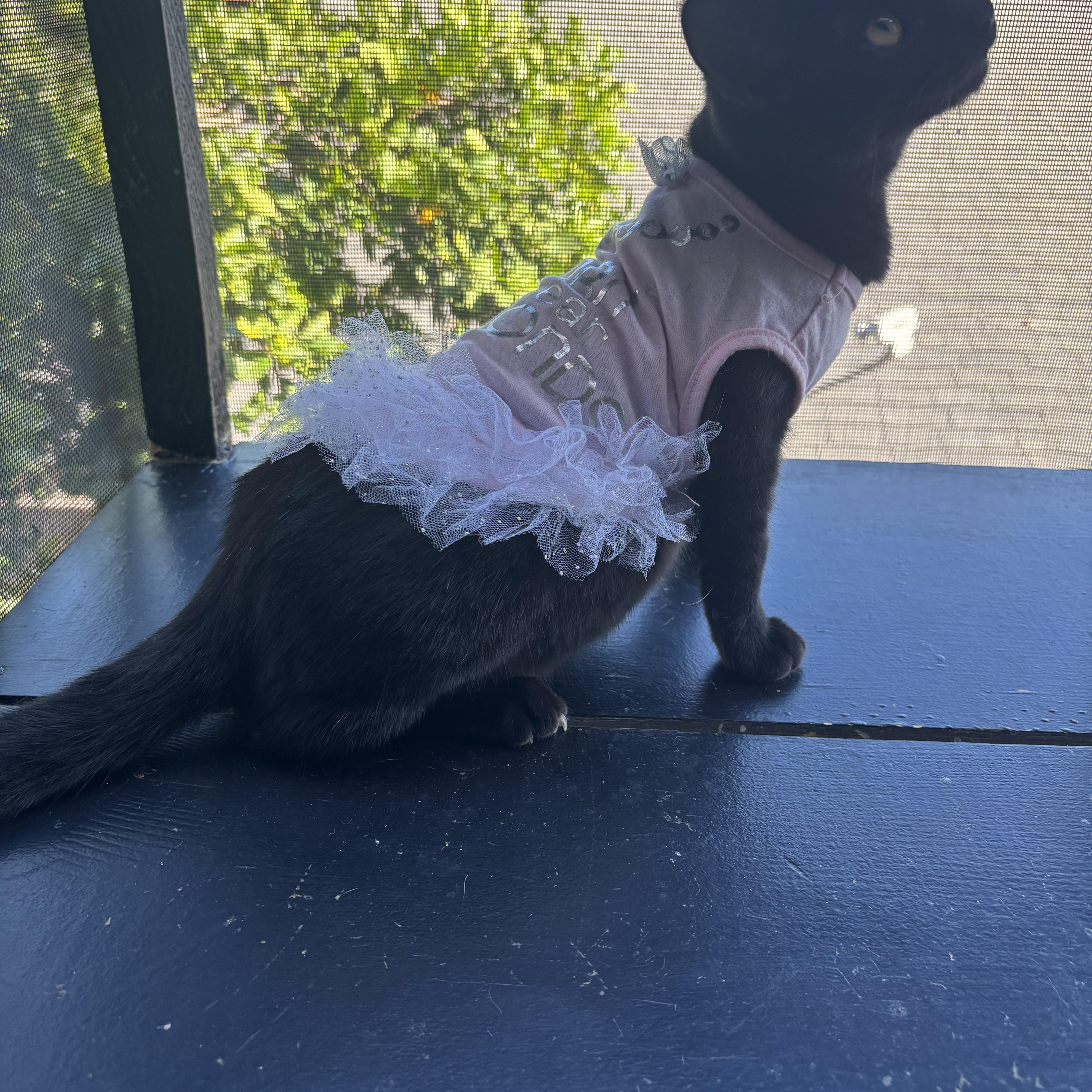 Enlarge Pikachu , a ADOPTABLE Bombay in Costa Mesa, CA image 2/4