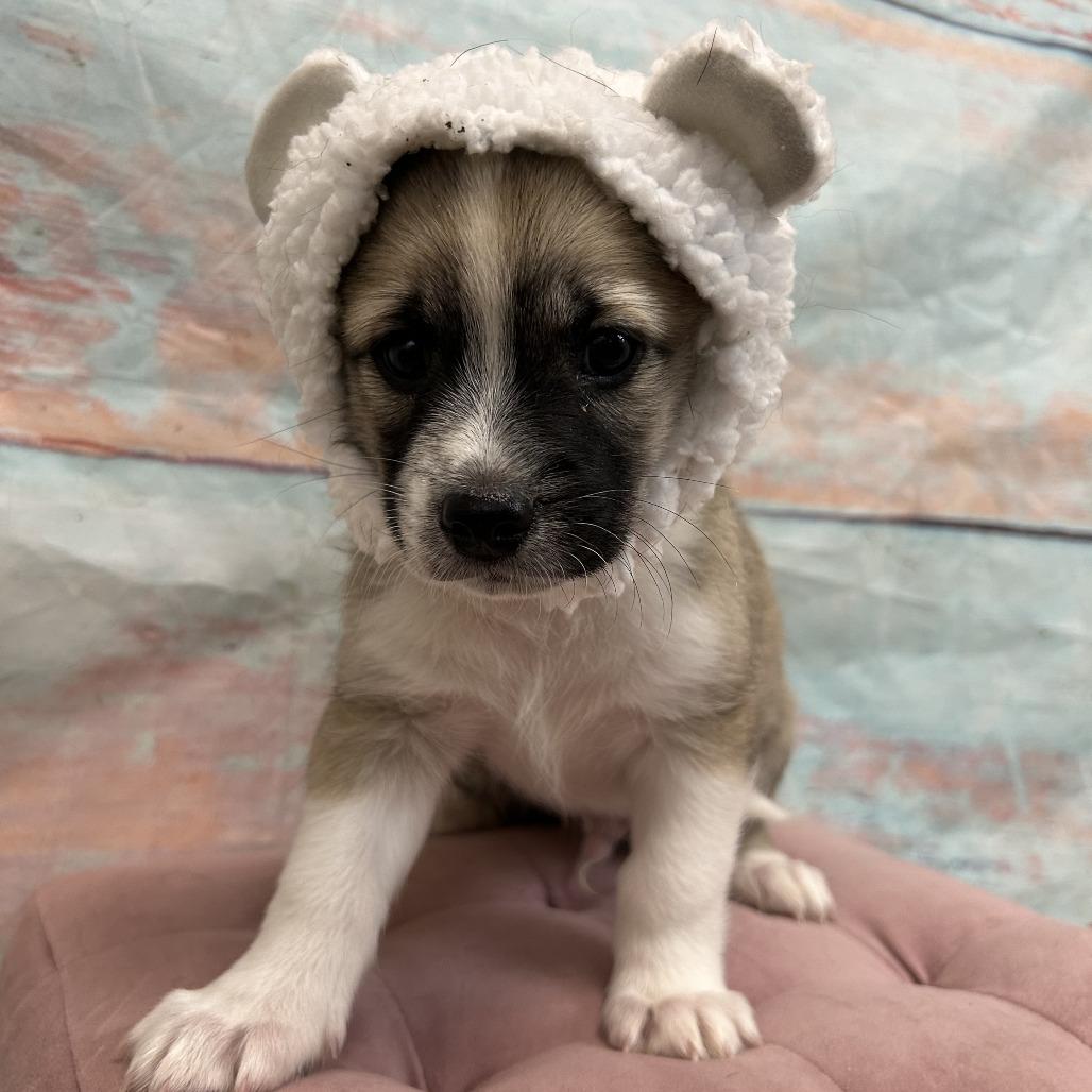 Robby, Adoptable, Puppy Male Mixed Breed.