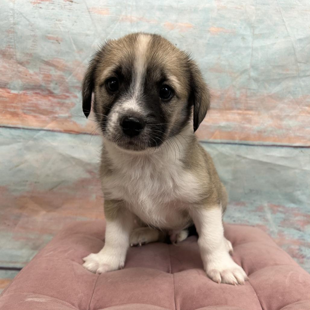 Enlarge Robby, a Adoptable Mixed Breed in Cheyenne, WY image 2/2