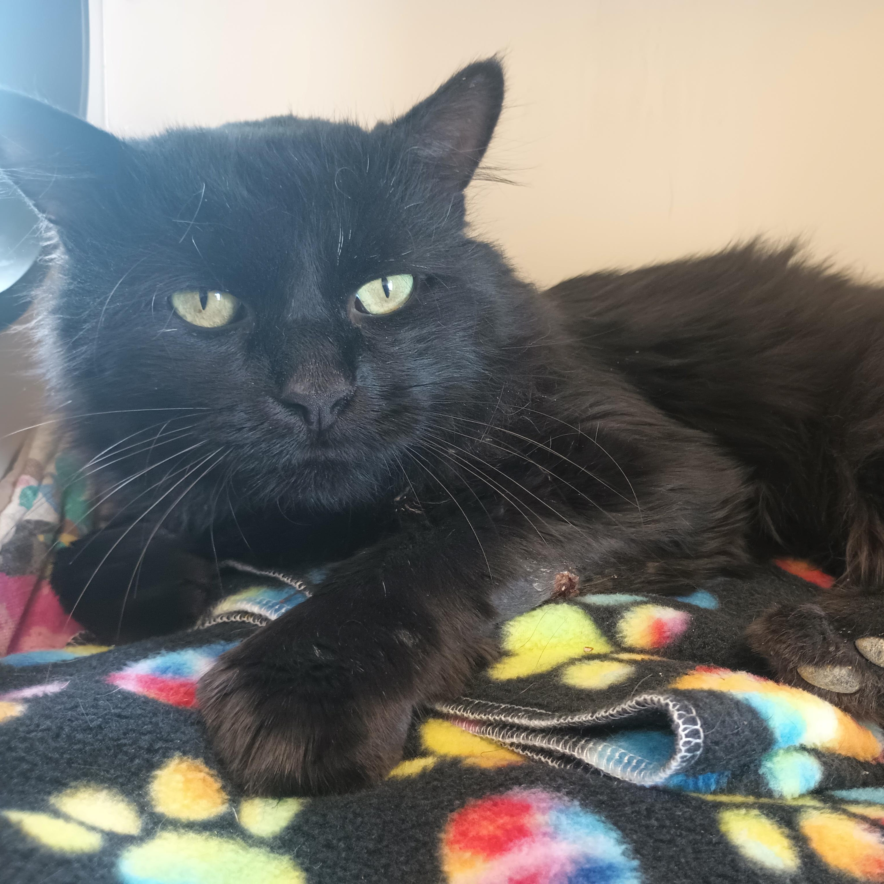 Lasso, a Adoptable Domestic Long Hair in Buena Vista, CO image 2/3