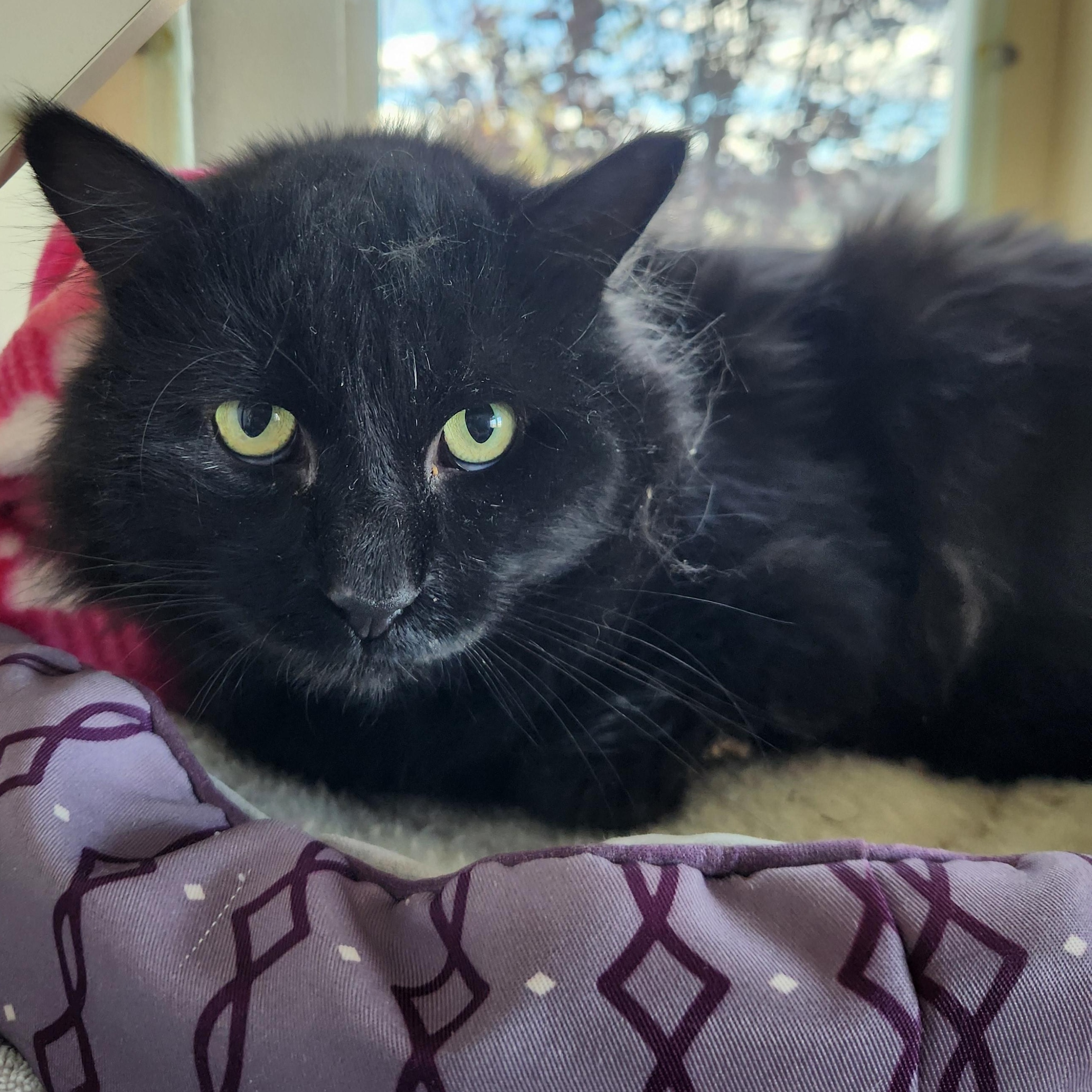 Lasso, a Adoptable Domestic Long Hair in Buena Vista, CO image 3/3