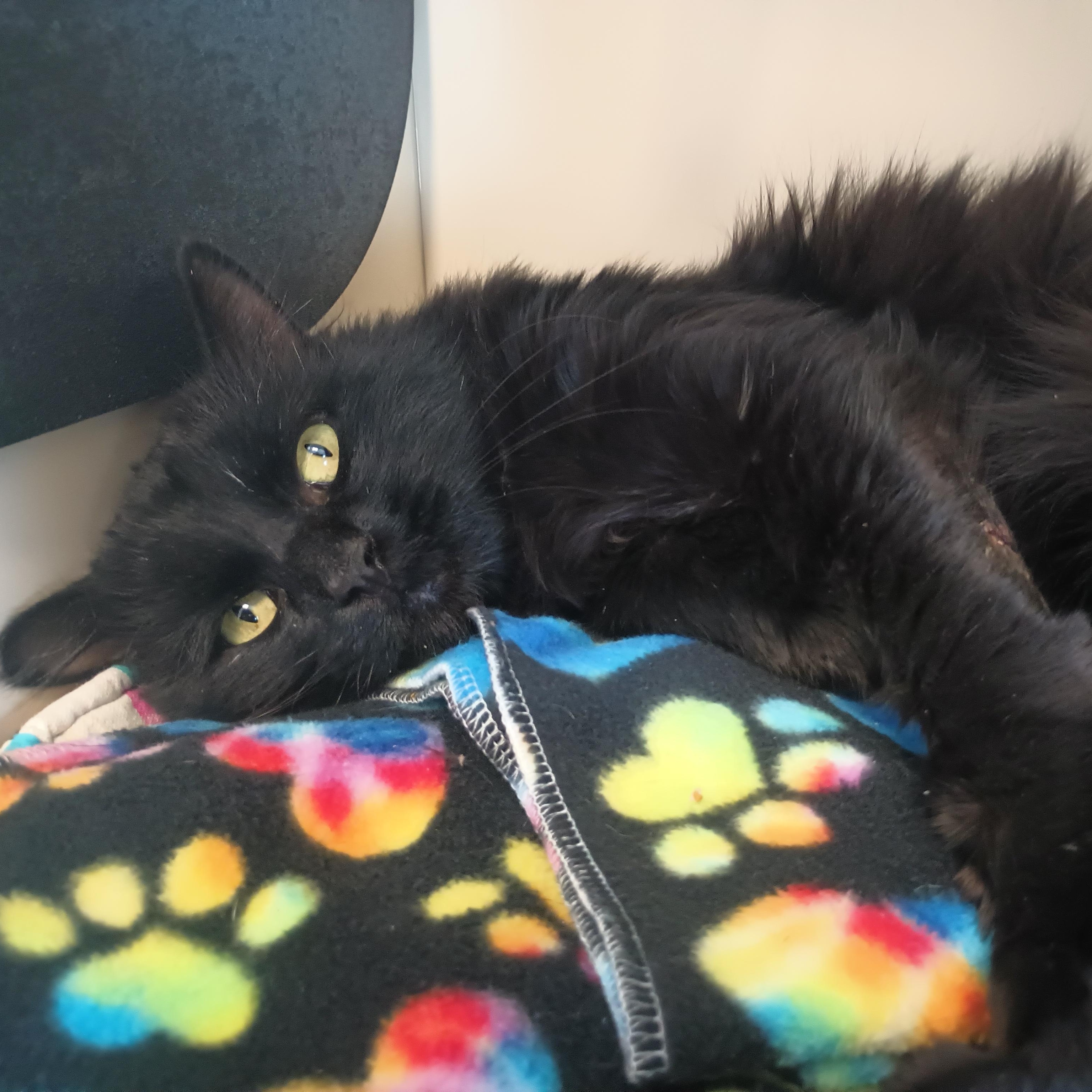 Lasso, a Adoptable Domestic Long Hair in Buena Vista, CO image 1/3