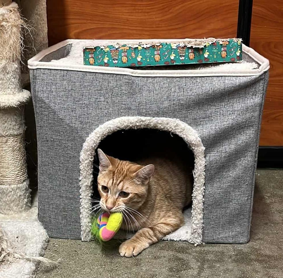 Enlarge VIOLET MORGAN, a Adoptable mixed breed in HEMET, CA image 3/6