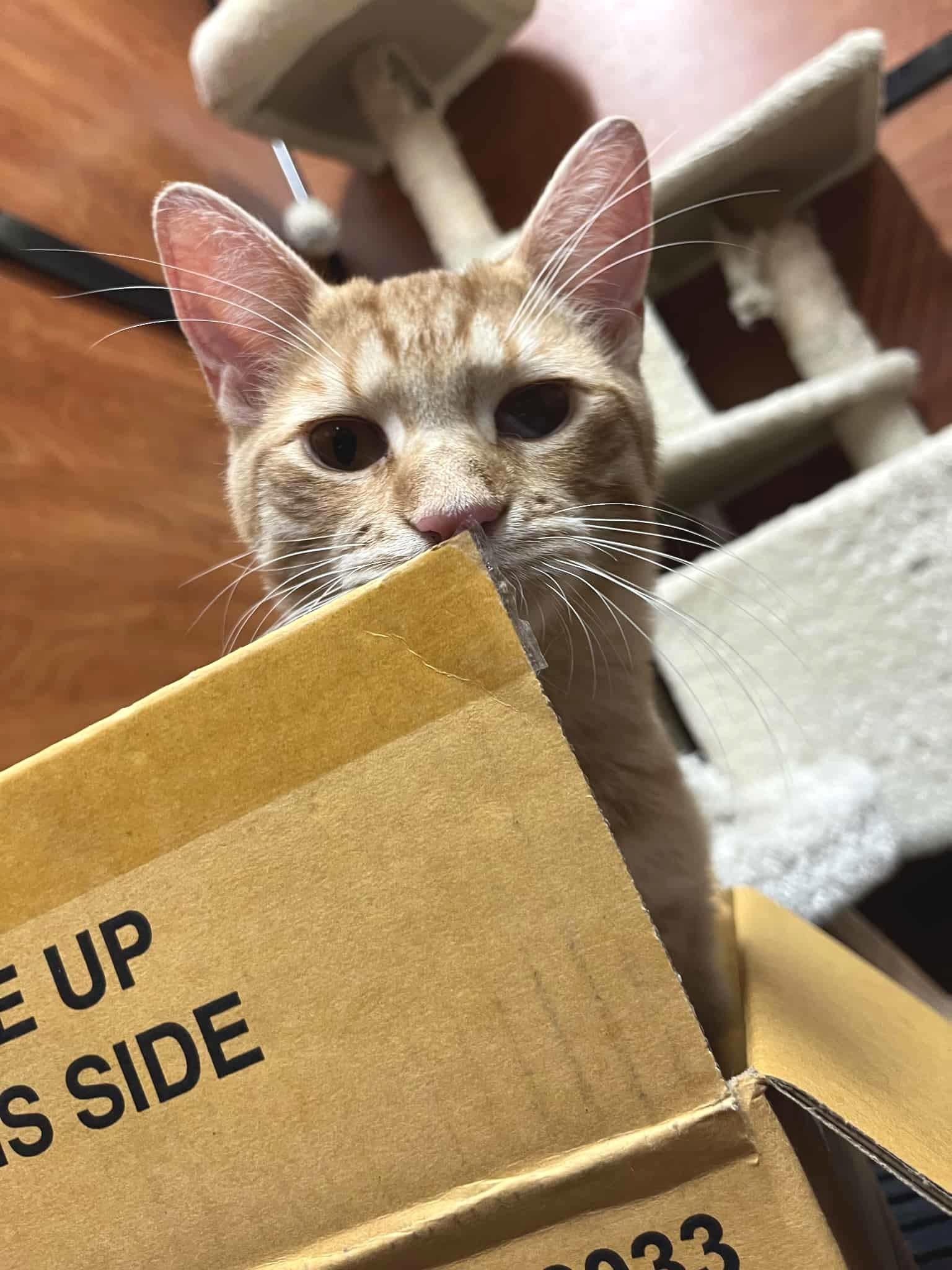 Enlarge VIOLET MORGAN, a Adoptable mixed breed in HEMET, CA image 5/6