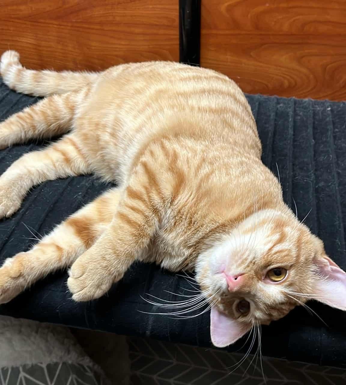 Enlarge VIOLET MORGAN, a Adoptable mixed breed in HEMET, CA image 2/6