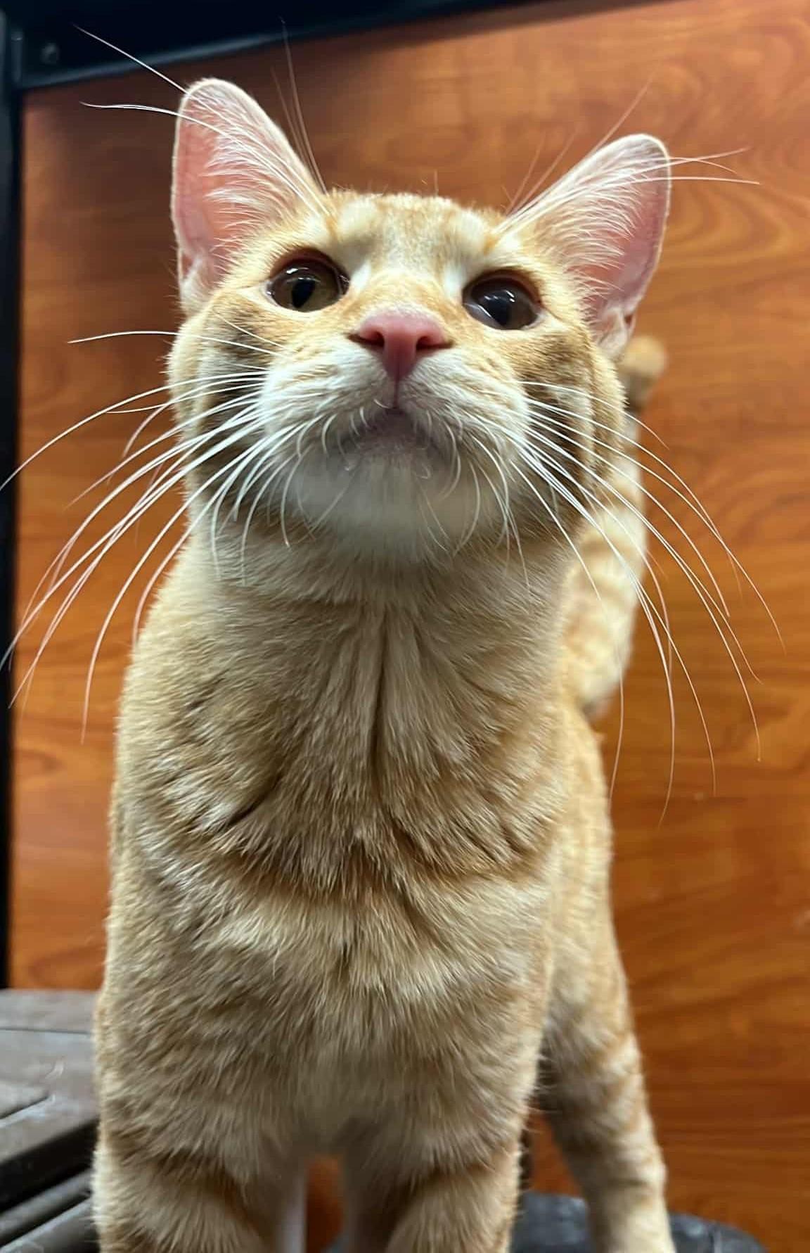 Enlarge VIOLET MORGAN, a Adoptable mixed breed in HEMET, CA image 4/6