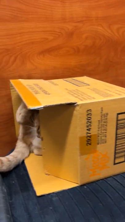 Enlarge VIOLET MORGAN, a Adoptable mixed breed in HEMET, CA video 6/6