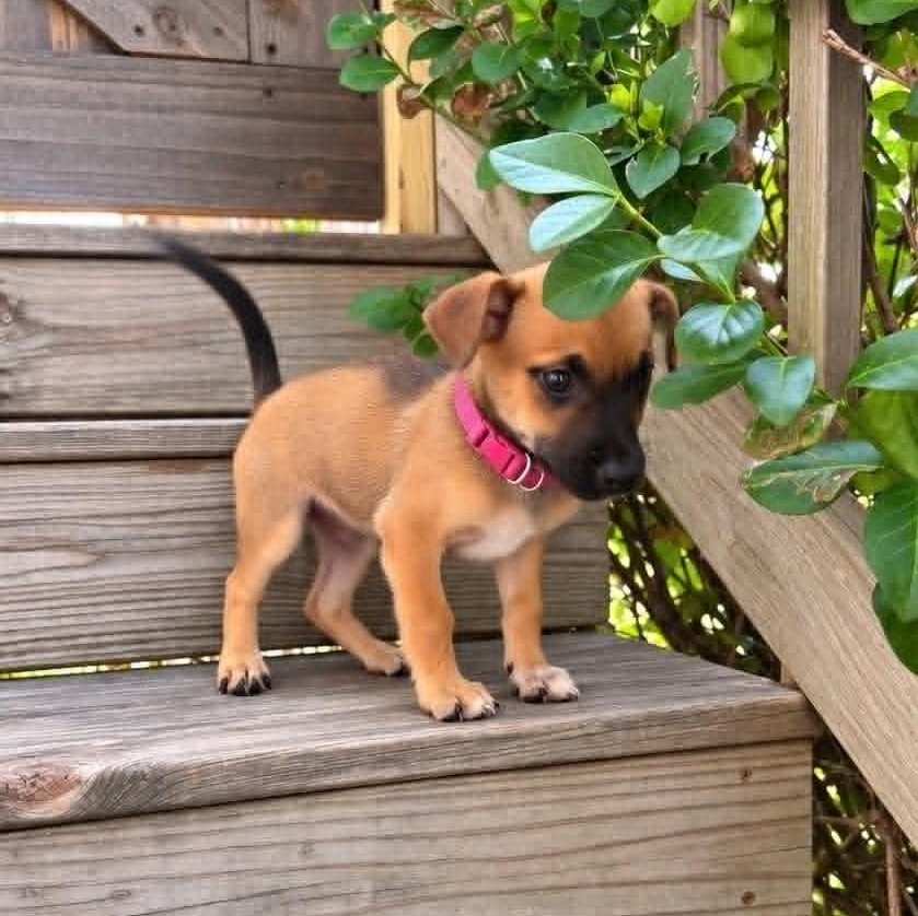 Lacy, Adoptable, Puppy Female Chiweenie.