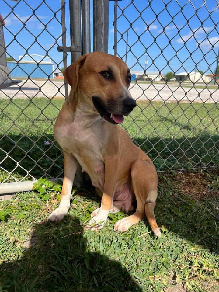 Enlarge Zuri, a ADOPTABLE mixed breed in Port Lavaca, TX image 3/3