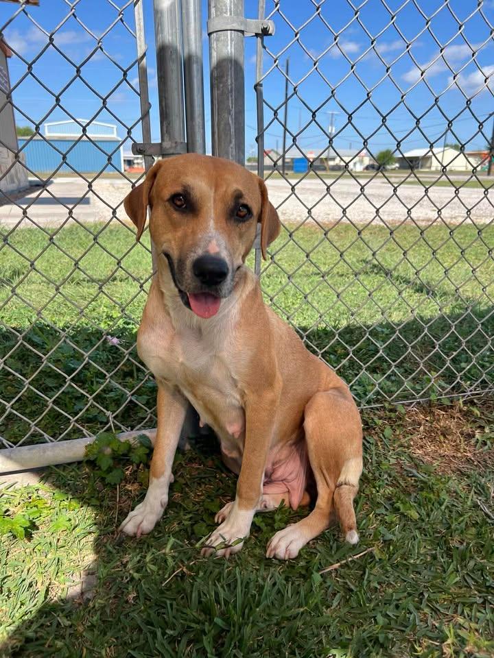 Zuri, ADOPTABLE, Adult Female Black Mouth Cur & Labrador Retriever.